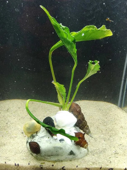 🌿 Anubias Supernova on Marble with Shell Assortment – Rare Hybrid on Polished Stone