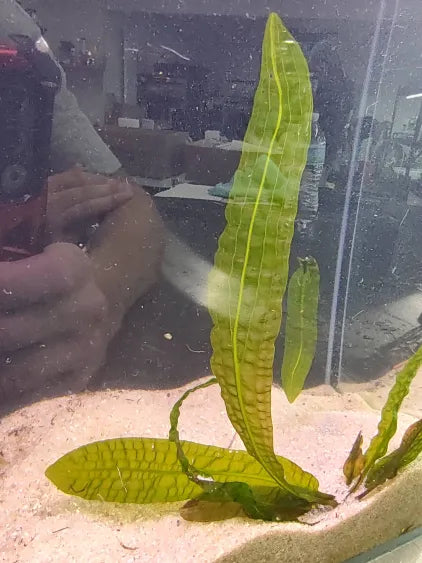 🌿 Aponogeton Boivinianus – Unique and Hardy Pond Plant