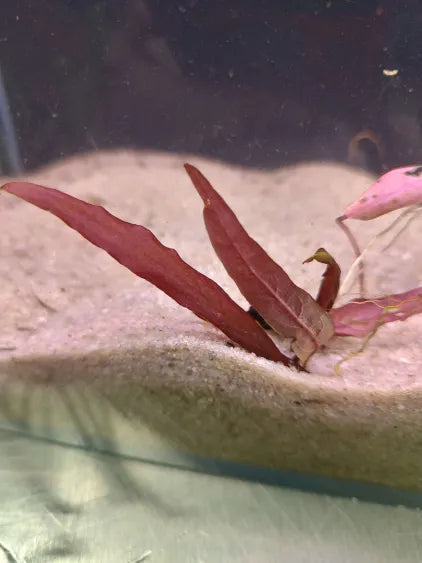 🌿 Aponogeton barclaya – Rare Textured Leaf Bulb for Natural Aquariums