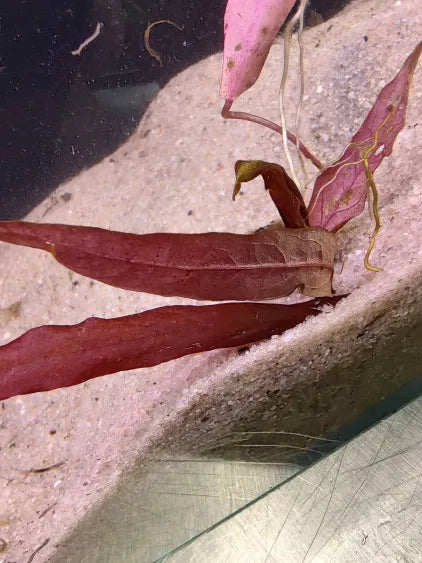 🌿 Aponogeton barclaya – Rare Textured Leaf Bulb for Natural Aquariums