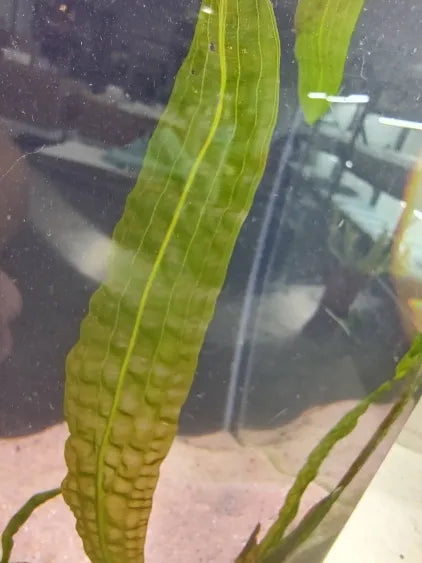🌿 Aponogeton Boivinianus – Unique and Hardy Pond Plant