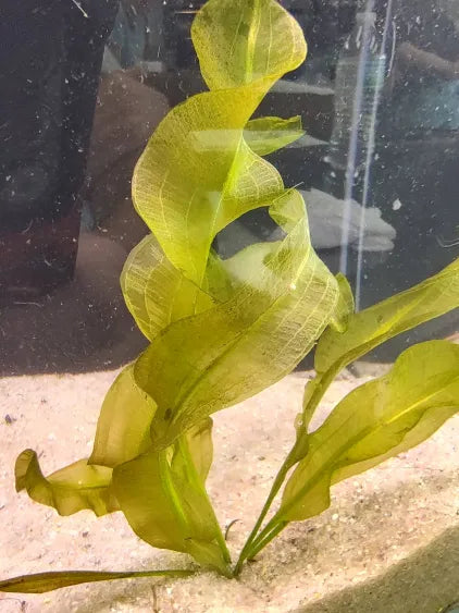 🌿 Aponogeton Ulvaceus – Elegant, Flowing Leaves for Natural Aquariums