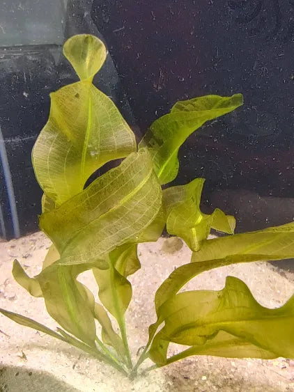 🌿 Aponogeton Ulvaceus – Elegant, Flowing Leaves for Natural Aquariums