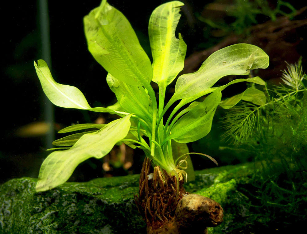 BULB aponogeton Ulvaceous - (Hardy, No CO2 Required, No Fertilizers Required)