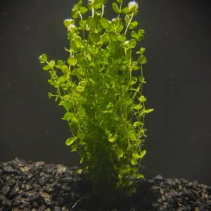 Baby Tears Giant (Micranthemum umbrosum) bunch SMALL FOREGROUND - (Hardy, No CO2 Required, No Fertilizers Required)