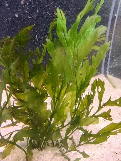 🌿 Bolbitis heudeloti – Rare Rhizome Fern for Natural Aquariums