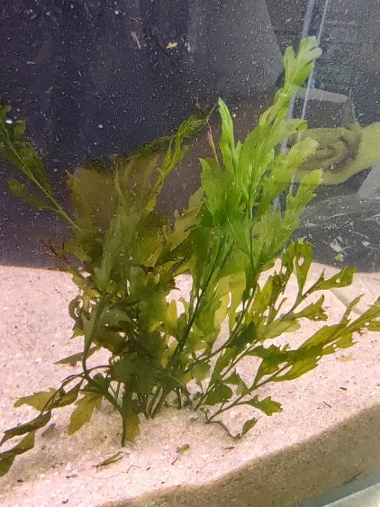 🌿 Bolbitis heudeloti – Rare Rhizome Fern for Natural Aquariums