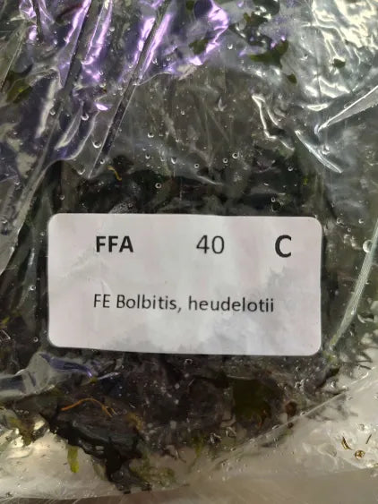 🌿 Bolbitis heudeloti – Rare Rhizome Fern for Natural Aquariums