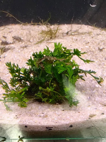 🌿 Bolbitis Mini – Compact Rhizome Fern for Natural Aquascapes