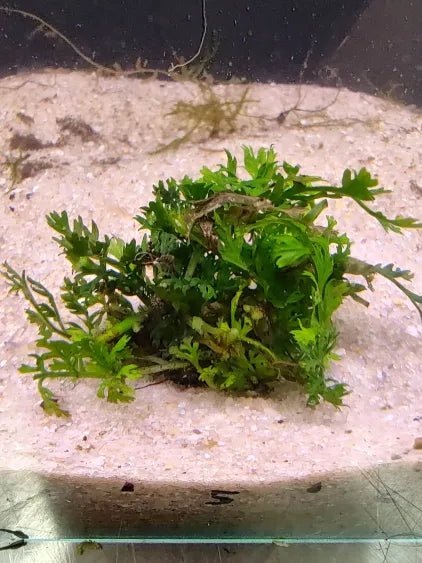 🌿 Bolbitis Mini – Compact Rhizome Fern for Natural Aquascapes