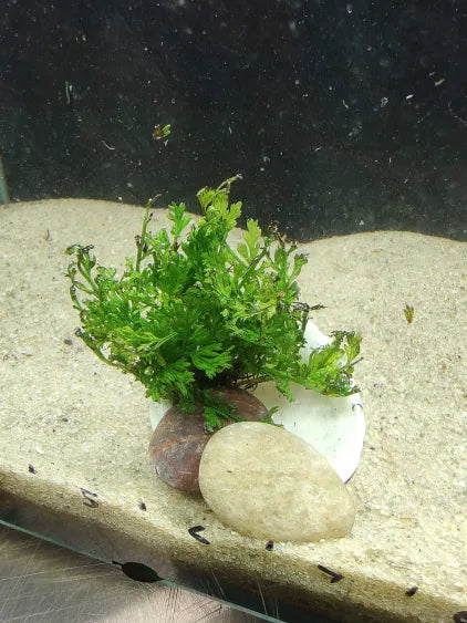 🌿 Bolbitis Mini in Shell with Rose & White Quartz – Elegant Natural Aquarium Accent