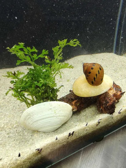 🌿 Bolbitis Mini on Driftwood with Quartz Stone & Shell Accent – Natural Aquascaping Showpiece