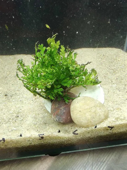 🌿 Bolbitis Mini in Shell with Rose & White Quartz – Elegant Natural Aquarium Accent