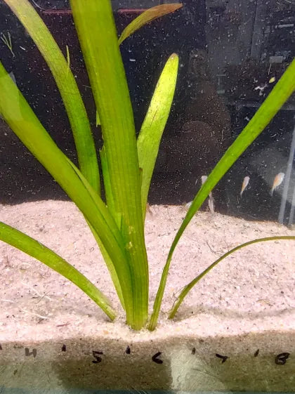 🌱 Broadleaf Sagittaria – Hardy Midground Runner with Bold Leaves