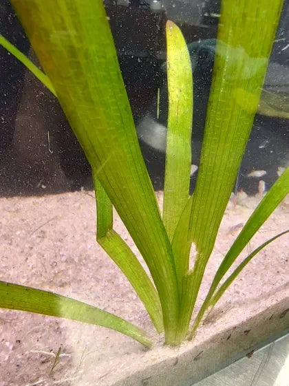 🌱 Broadleaf Sagittaria – Hardy Midground Runner with Bold Leaves