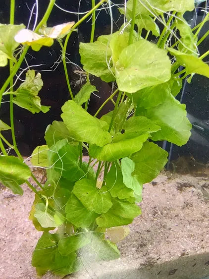 🌿 Cardamine lyrata – Delicate Oxygenating Plant with Creeping Growth