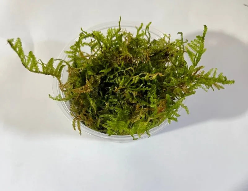 moss -Java  = Vesicularia dubyana  - (Hardy, No CO2 Required, No Fertilizers Required)