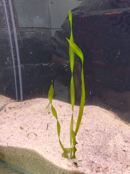 🌿 Corkscrew Val – Twisting Midground Accent for Natural Aquariums