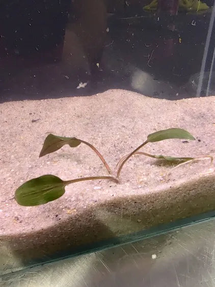 🌿 Cryptocoryne beckettii – Compact, Rooted Plant for Low-Light Natural Tanks