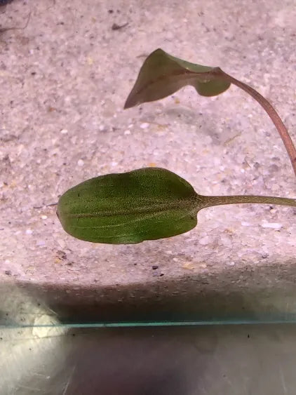 🌿 Cryptocoryne beckettii – Compact, Rooted Plant for Low-Light Natural Tanks