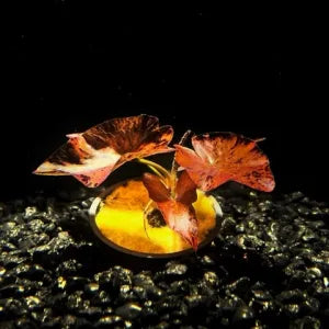 BULB Dwarf Aquarium Lily Nymphaea Stiletta  - (Hardy, No CO2 Required, No Fertilizers Required)