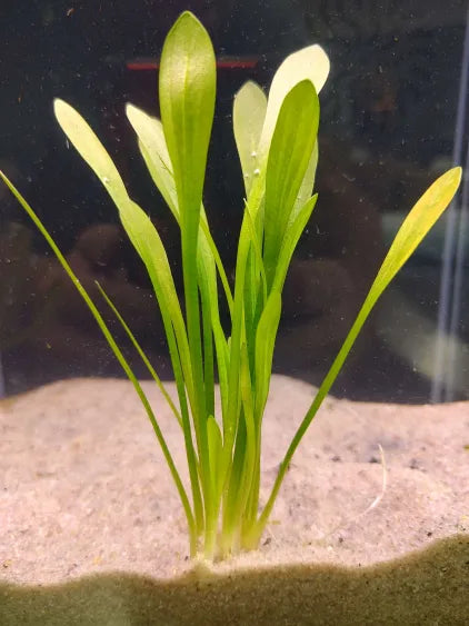 🌿 Dwarf Sagittaria – Hardy Grass-Like Foreground Plant for Natural Aquariums