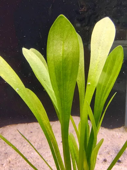 🌿 Dwarf Sagittaria – Hardy Grass-Like Foreground Plant for Natural Aquariums