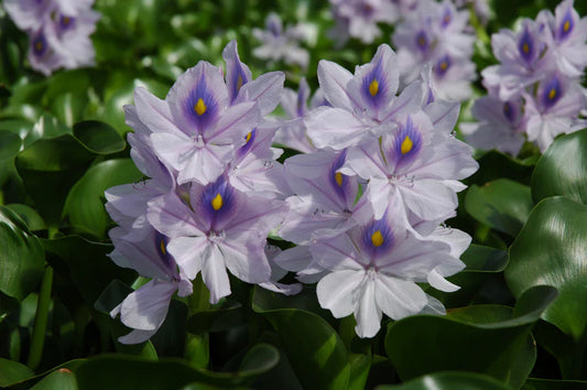 POND  Water hyacinth - Eichornia crissips