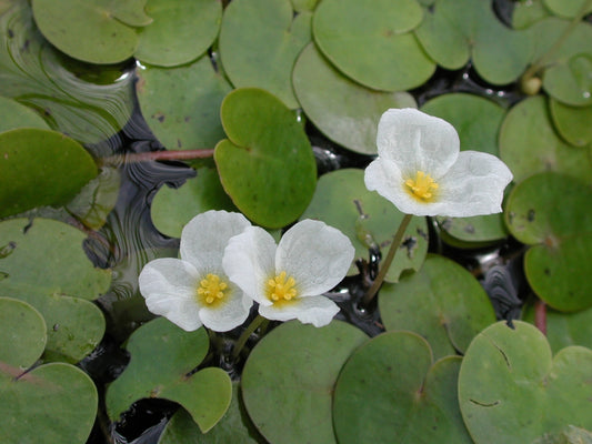 frog bit - Limnobium laevigatum  - large starter plants