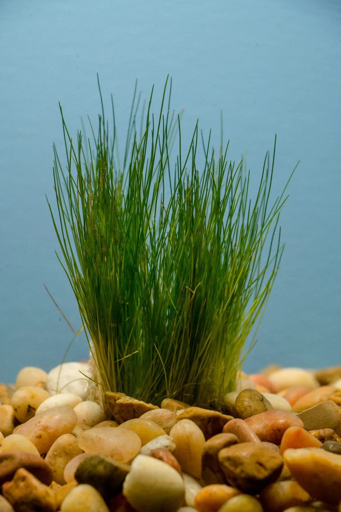 Hair grass dwarf FOREGROUND  - (Hardy, No CO2 Required, No Fertilizers Required)