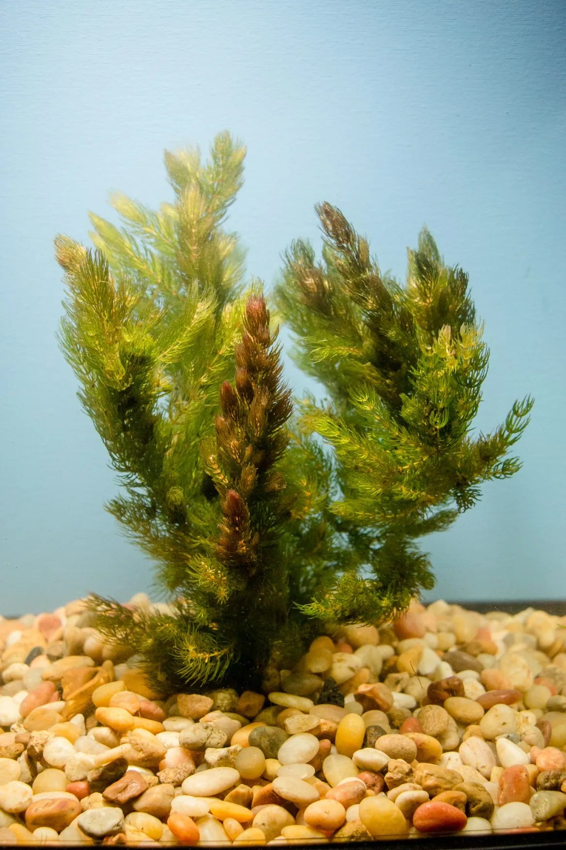HornWort  - (Hardy, No CO2 Required, No Fertilizers Required)