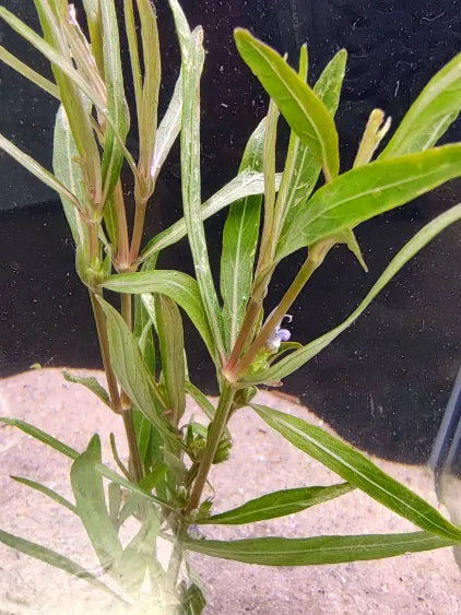 🌿 Hygrophila 'Araguaia' – Unique Reddish Midground Accent Plant