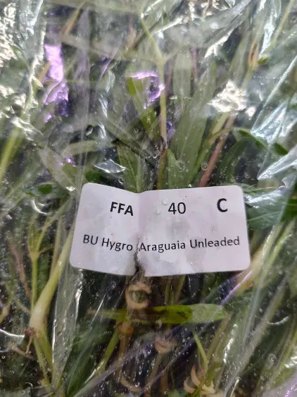 🌿 Hygrophila 'Araguaia' – Unique Reddish Midground Accent Plant