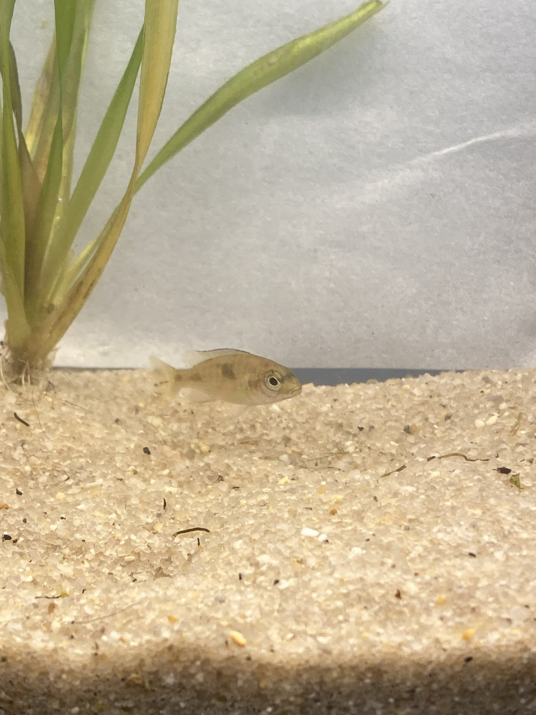 🐟 Blue Dolphin Cichlid (1") – 3 Pack | Peaceful African Cichlid Starter