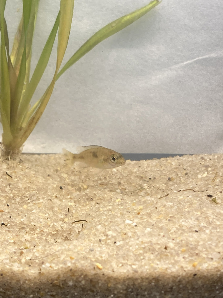 🐟 Blue Dolphin Cichlid (1") – 3 Pack | Peaceful African Cichlid Starter