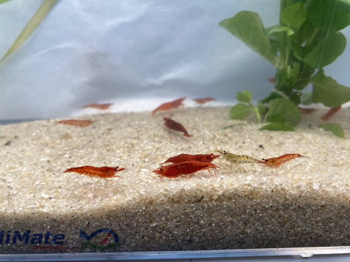 🦐 Assorted Cherry Shrimp – 6 Pack | Colorful Cleanup Crew for Natural Aquariums