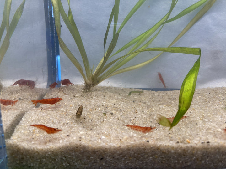 🦐 Assorted Cherry Shrimp – 6 Pack | Colorful Cleanup Crew for Natural Aquariums