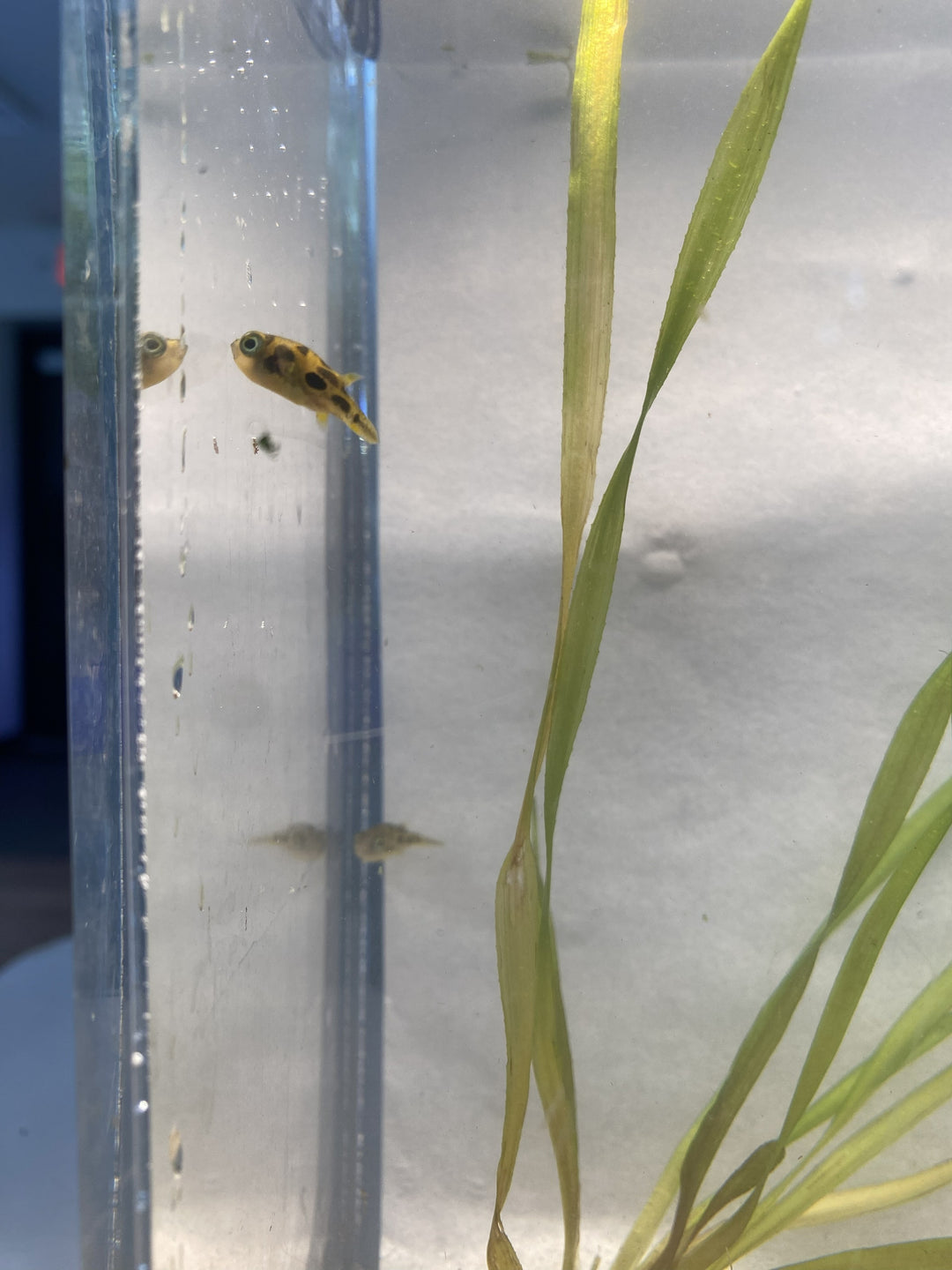 🐡 Pea Puffer – 3 Pack | Tiny Predator with Big Personality