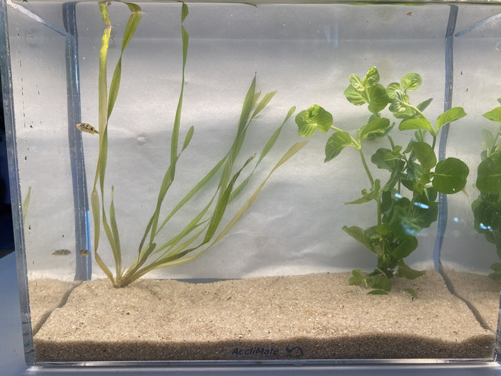 🐡 Pea Puffer – 3 Pack | Tiny Predator with Big Personality