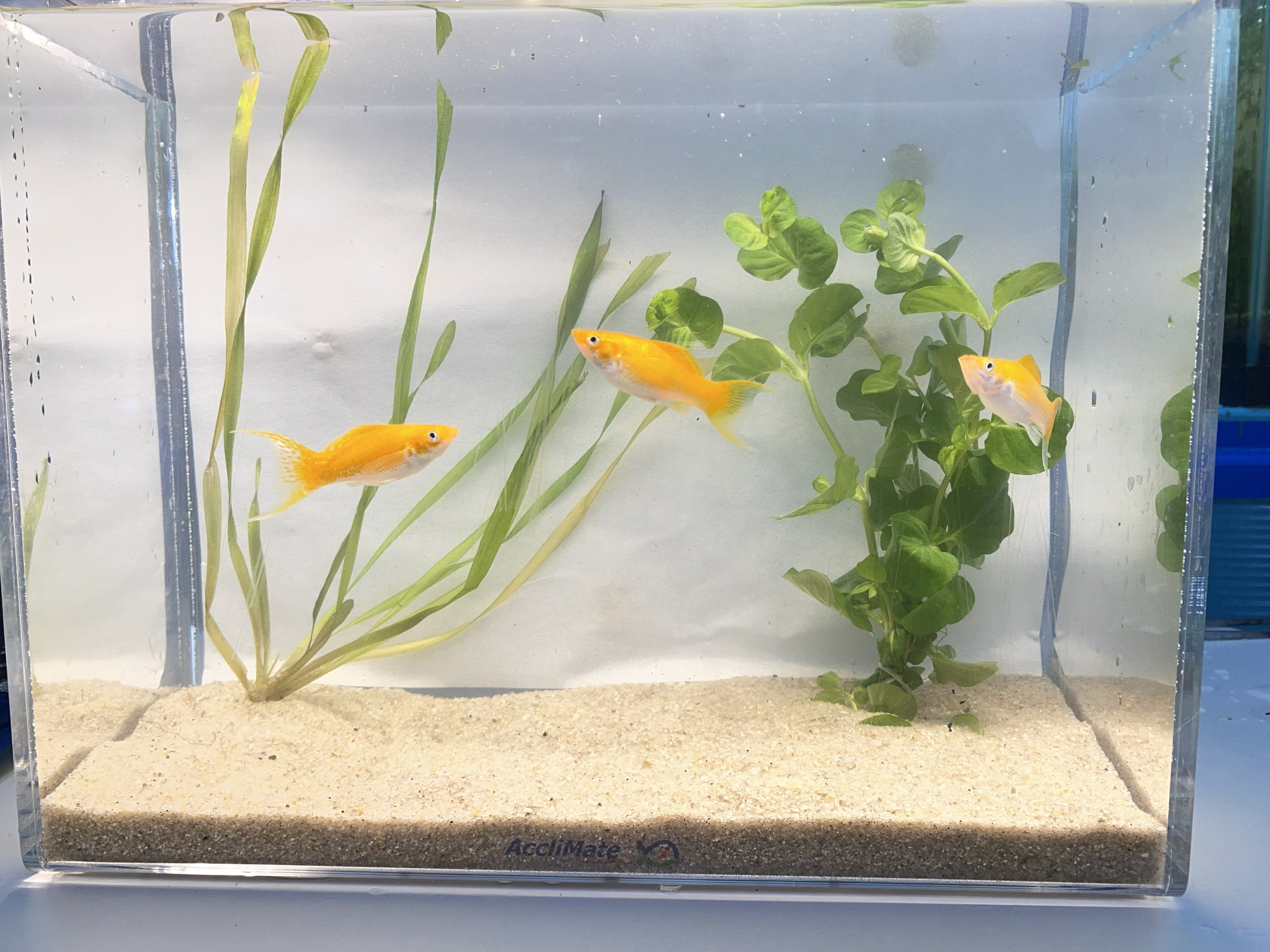 Cryptocoryne wendtii Red – Bold Midground Plant for Natural