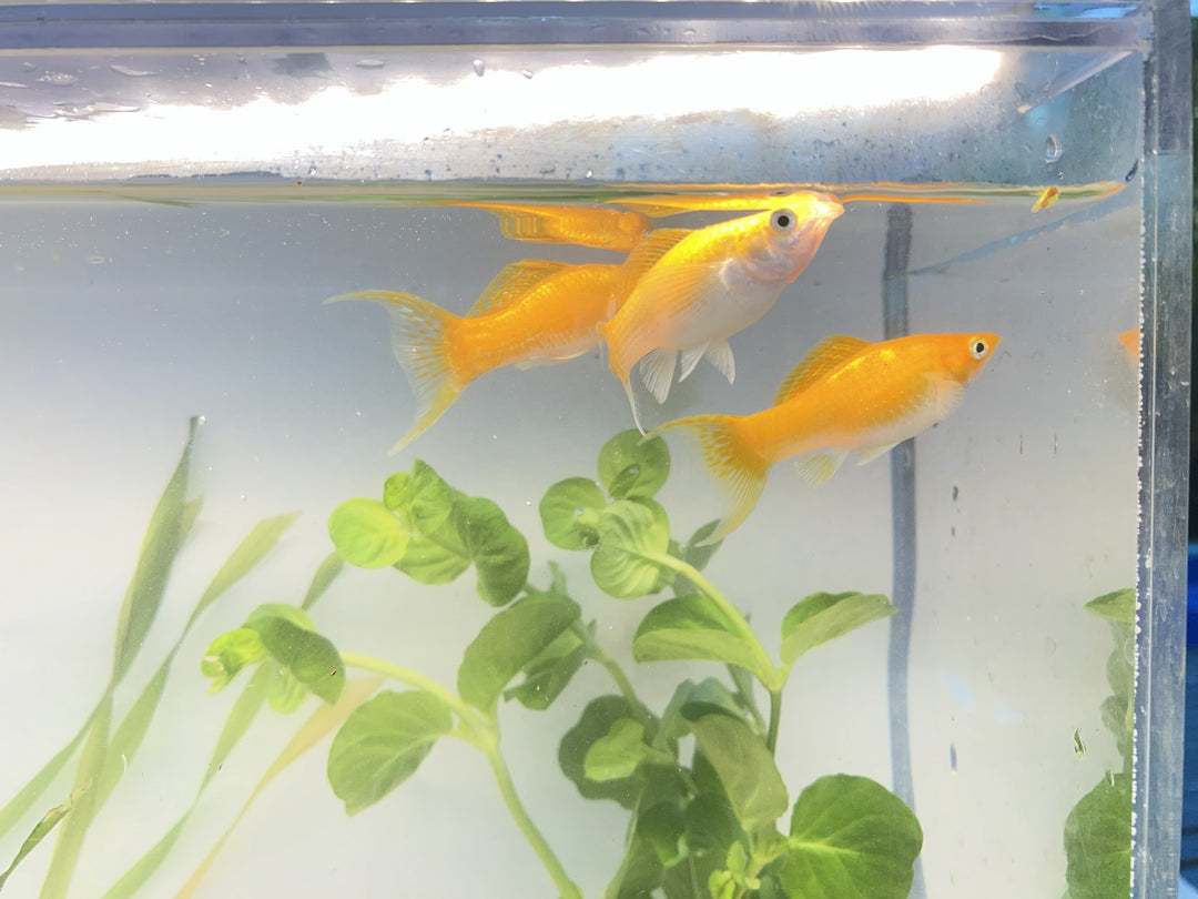 🟠🐟 Creamsicle Molly – 3 Pack | Bright & Hardy Livebearer