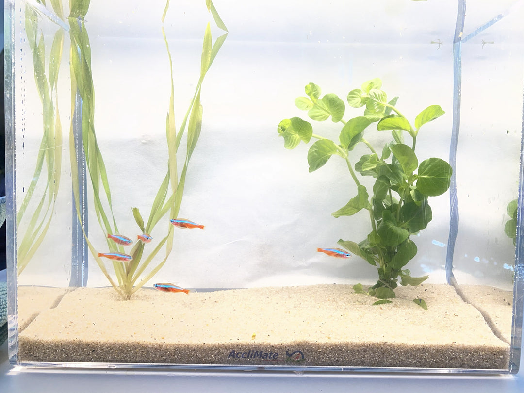 🔴🐟 Cardinal Tetras – 6 Pack | Vibrant Schooling Fish for Natural Aquariums
