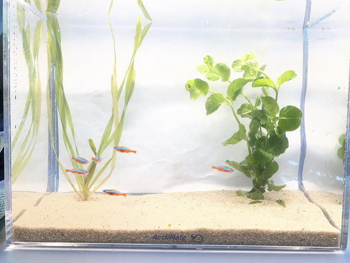 🔴🐟 Cardinal Tetras – 6 Pack | Vibrant Schooling Fish for Natural Aquariums