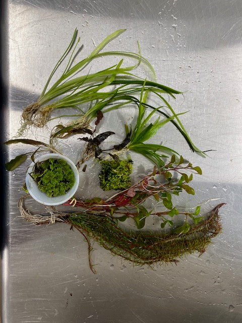 🌱 Small Aquarium Starter Kit – 0–10 Gallon | Aqua Preta Soil + 10 Hardy Live Plants