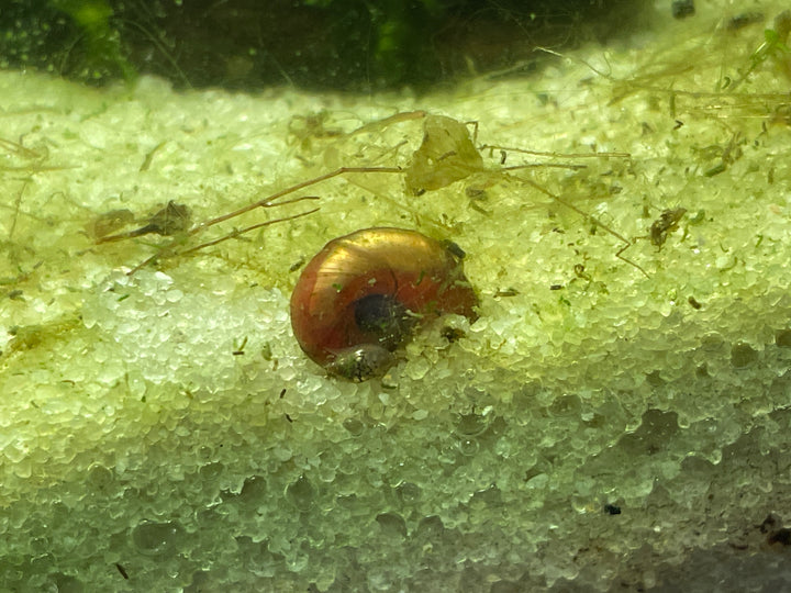 🐌 Ramshorn Snails (5 Pac lg) – Natural Cleanup Crew for Planted Aquariums