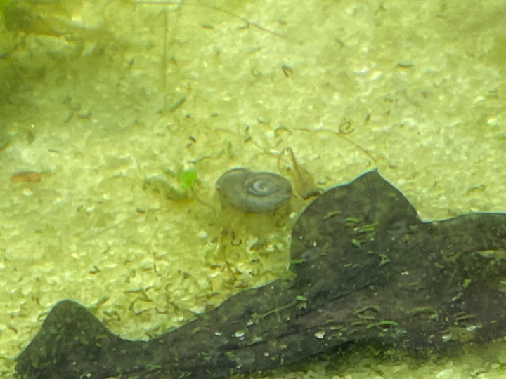 🐌 Ramshorn Snails (5 Pac lg) – Natural Cleanup Crew for Planted Aquariums