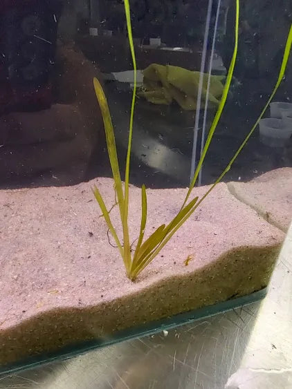 🌿 Italian Val (Valisneria spiralis) – Classic Background Grass for Natural Aquariums