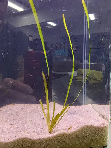 🌿 Italian Val (Valisneria spiralis) – Classic Background Grass for Natural Aquariums