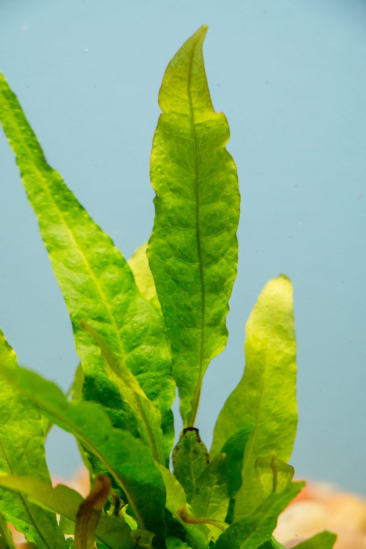 fern Java (Microsderom pteropus) medlg (Hardy, No CO2 Required, No