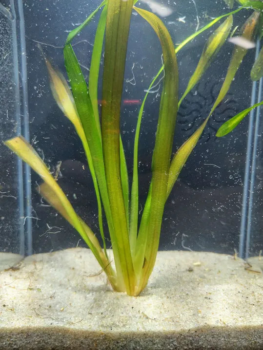 🌿 Red Jungle Val – Bronze-Red Ribbon Plant for Natural Backgrounds
